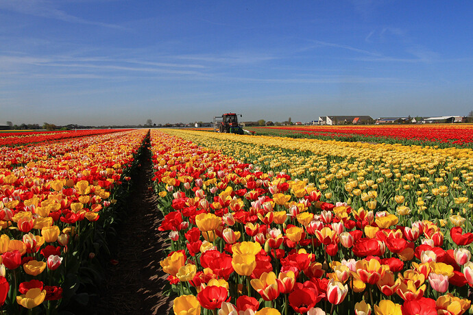 https://dutchcountryside.com/wp-content/uploads/2019/09/Bollenveld-tussen-Lisse-en-Voorhout.jpg