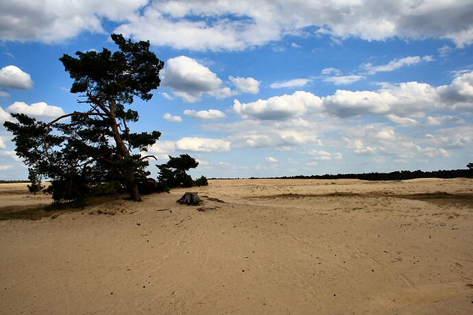 https://upload.wikimedia.org/wikipedia/commons/b/b0/Sand_Area_Hoge_Veluwe.jpg