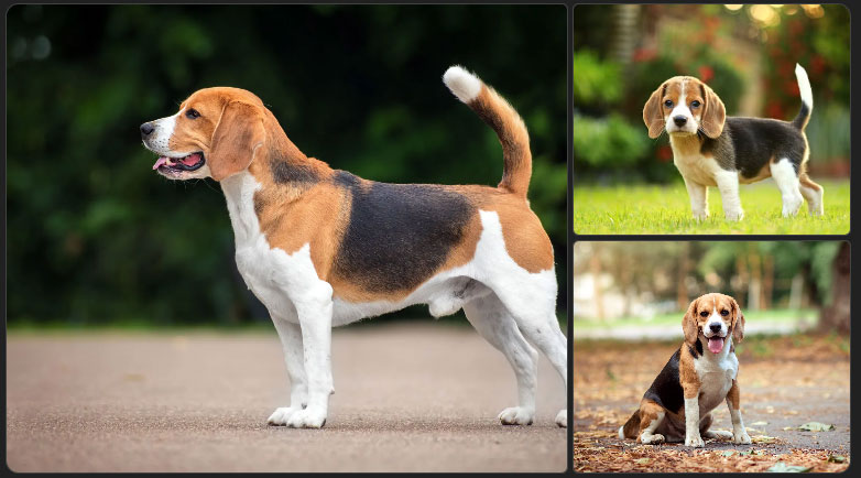 beagle-nedir